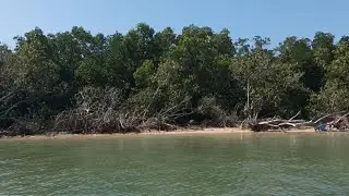 Hutan mangrove Indonesia