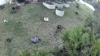 Florida Bobcat visits