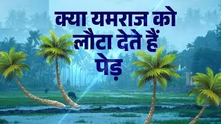 ताड़ का पेड़ कैसे रोक सकता है मौत ? क्या ताड़ के पेड़ का रहस्य ?