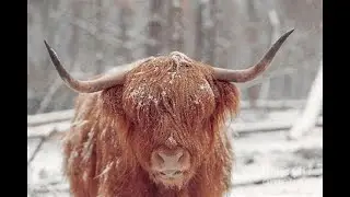 Surviving extreme cold: Secrets to readying Highland Cattle