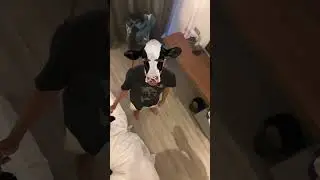 🐄