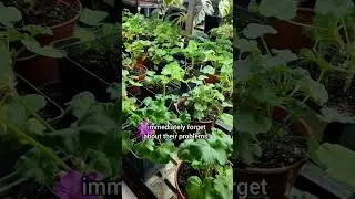 Чем помочь пеларгонии зимой 