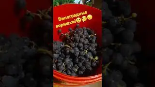 #Виноградные #воришки #подъели #виноград!🤦‍♀️🤔😮
