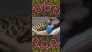ОНКОВЫЗДОРАВЛИВАЮЩАЯ ЛИЛИЯ: Я ЧУВСТВУЮ ПОЛНОЕ СЧАСТЬЕ!