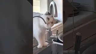 смешные и забавные коты наводят суету, котики