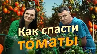 СКРУЧИВАЮТСЯ ЛИСТЬЯ У ТОМАТОВ? 7 причин и способов борьбы