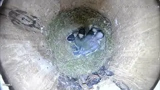 Garten 2022 - Nistkasten #2 - 22.05.2022