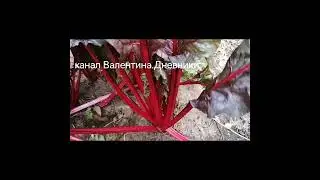 №334Мангольд украшение осеннего огорода. Красочный октябрь  Цветы и кабачки. Пуня в кадре 
