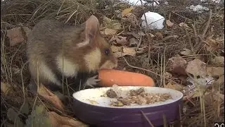 Wild hamster climbs tree and leaves behind nothing