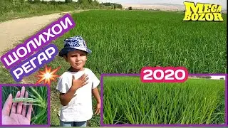 Шолихои Регар 2020 / Биринчи Регар