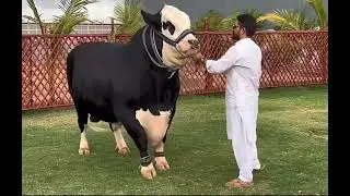 D CATTLE FARM 🖤✨