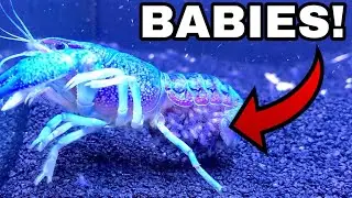 1 MILLION BLUE LOBSTER CRAWFISH BABIES HATCHING!