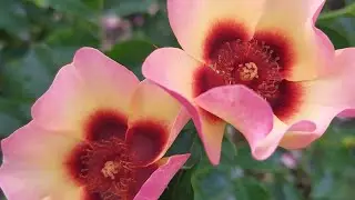 Roses of the hybrid variety Hultemia persica. Video review: For Your Eyes Only and Fancy Babylon ...