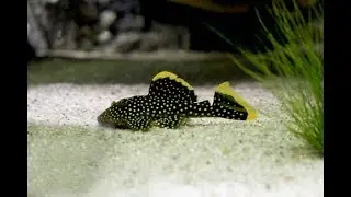 Der schönste Fisch fürs Aquarium! | Golden Nugget Wels (L85)  🐟😍