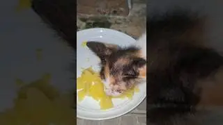 doyan kentang rebus #cat #shortvideo #shorts