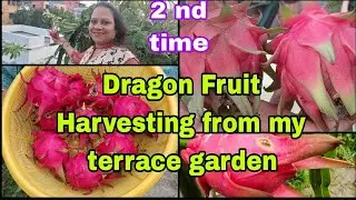 2nd time Dragon fruit harvesting from my terrace garden |Huge Dragon fruit harvesting