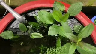 Cuối tuần thư giản cùng bể thủy sinh, các hồ cá 7 màu thủy sinh