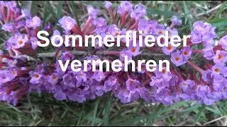 Sommerflieder vermehren Ableger Stecklinge machen Buddleja Schmetterlingsflieder
