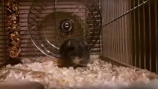 Biegiem do sklepu... 🤣Nowy członek rodziny 🐹