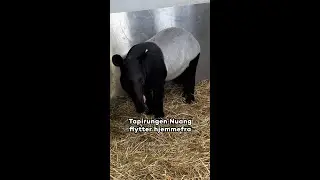 Tapirungen Nuang flytter hjemmefra 🚛👋