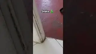 Snake on the house😳 🐍 #snake #snakevideo #greensnake