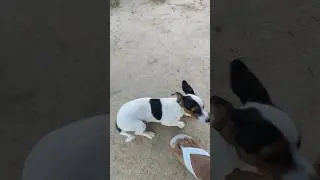 #sitio #cachorro #animal #filhotes