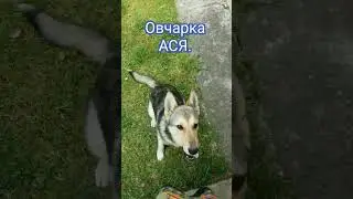 Овчарка Ася 