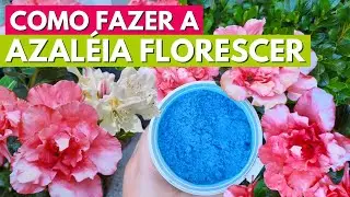 COMO FAZER A AZALEIA FLORESCER! DICAS DE PLANTIO E ADUBAÇÃO! CANAL MEU QUINTAL