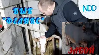 Приобрели БЫКА!!! Обзор на новый сарай и забой очередной свиньи.