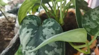 Pothos Exoctica