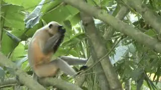 Golden Langur Monkey II Most endengered Animal