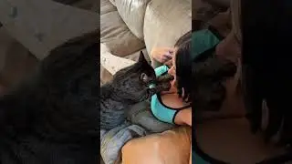 Кошка пристает к девушке.