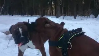 Boxer Tyson vs fights