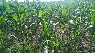 Corn Growing. Ganito na ang Tubo ng Mais 37 Days After Planting