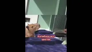 Капибара ест цветок #capybara