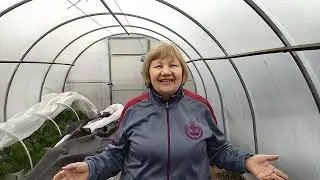РАССАДА ТОМАТОВ ПОСЛЕ -6 ГРАДУСОВ!