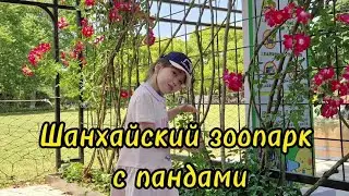 зоопарк с пандами |Шанхайский зоопарк #зоопарк #шанхай #панда