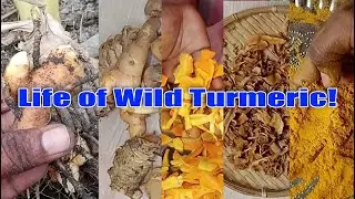 Life of Wild Turmeric | Wild Turmeric or Kasturi Manjal Powder