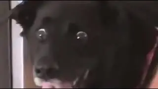 Собака в шоке