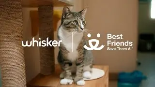 Whisker x Best Friends Animal Society help save cats