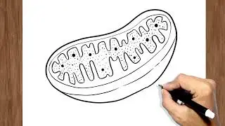 How to Draw Mitochondria