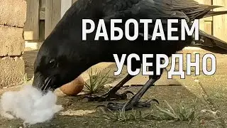 ПЕРЕД РАБОТОЙ НАДО ПОЗАВТРАКАТЬ)  