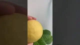 Лимон поспел