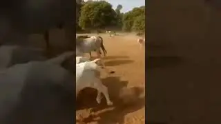 har har Mahadev 🙏 jay gau mata #shortvideo #viralvideo #jay gau mata 🙏🙏