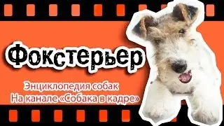 Фокстерьер (Большие терьеры). Энциклопедия собак.