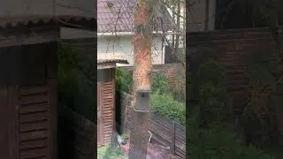 Вылет птенцов большой синицы 11 июня 2021 года.