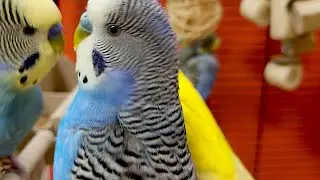 budgie sounds