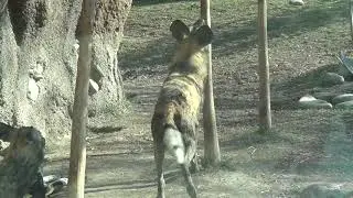 Painted Jumping Dogs