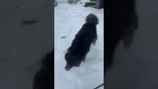 Тибетский мастиф Балу радуется снегу