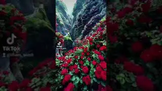 İlham Qəmli | Açıb mənsiz qalan kitablarımı, & Baxıb xatırlayıb anarsan məni.